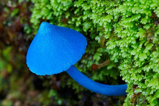 Nấm chàm xanh là loài nấm đặc chủng ở New Zealand. Hình loài nấm này được in trên mặt sau của tờ tiền $50 do Ngân hàng dự trữ New Zealand phát hành.